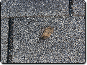 Riedel Roofing Images
