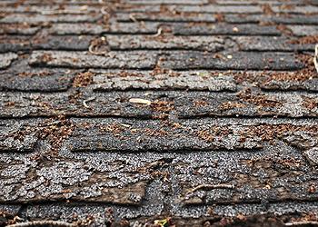 Riedel Roofing and Restoration Images